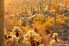 Sonoran Desert